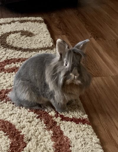 Bun Bun the bunny